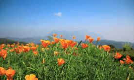 Phoolon Ki Ghati Ka Rahasay