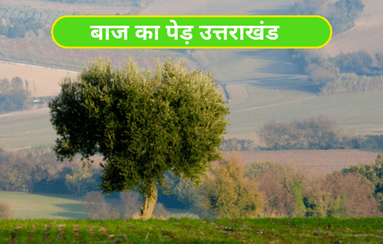 Olk Tree In Hindi