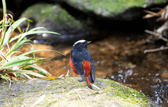 Plumbius Water Redstart