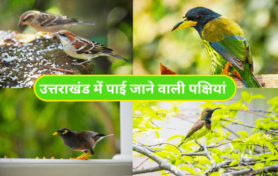 Birds In Uttarakhand (2)