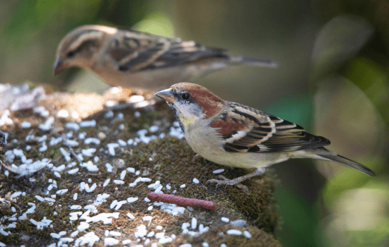 Birds-In-Uttarakhand