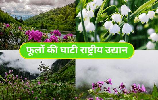 Valley of Flowers National Park