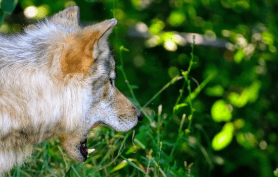 Wildlife-Sanctuaries-of-Uttarakhand