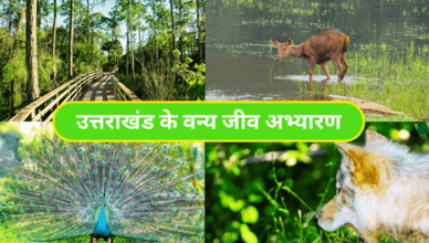 Wildlife-Sanctuaries-of-Uttarakhand