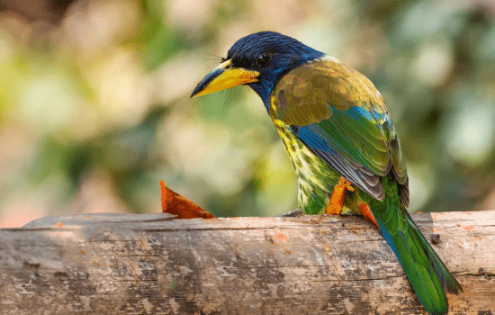 the great barbet