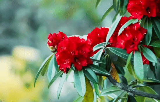 the state tree of Uttarakhand