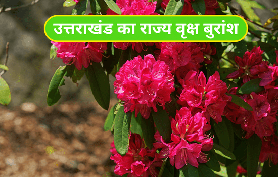 the state tree of Uttarakhand