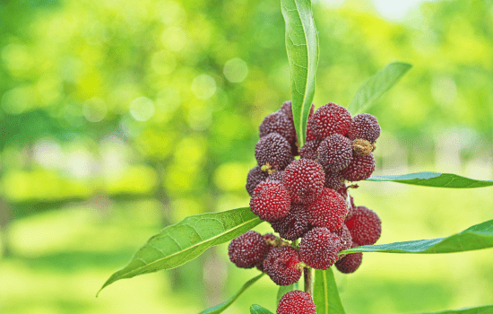 kafal fruit in english